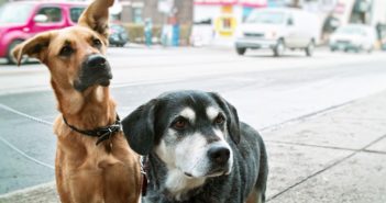 Deux chiens attendent dans une rue.
